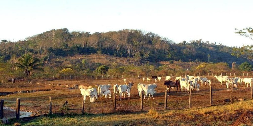 Agropecuária ocupava 30,5% dos territórios próximos a áreas protegidas da Amazônia em 2025