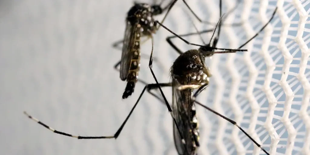 Alerta de Aedes atinge quase metade dos municípios; dengue recua 70% em 2026